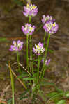 Curtiss' milkwort